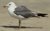 Larus armenicus